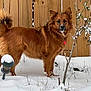 dog, snow, outdoor, wooden_fence, plant, red_tag, fur, pet, winter, animal, canine, curious, alert, nature, backyard, cold, snow_covered, standing, brown_fur, daylight