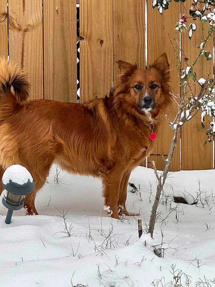 Maggie is registered to the contest to win money with this photo: dog, snow, outdoor, wooden_fence, plant, red_tag, fur, pet, winter, animal, canine, curious, alert, nature, backyard, cold, snow_covered, standing, brown_fur, daylight