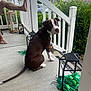 dog, brown_and_white, porch, lantern, greenery, person, barefoot, railing, concrete_floor, house, outdoor, pet, sitting, looking_back, daylight, residential, relaxing, tail, leaves, casual