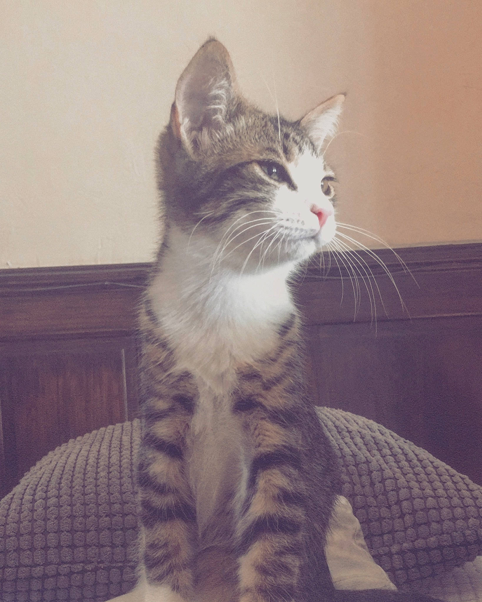 Rossi participe au concours pour gagner de l'argent avec cette photo : aegean_cat, american_shorthair, american_wirehair, asian, california_spangled, carnivore, cat, domestic_short_haired_cat, dragon_li, european_shorthair, felidae, fur, kitten, mammal, ojos_azules, polydactyl_cat, small_to_medium_sized_cats, tabby_cat, tail, whiskers