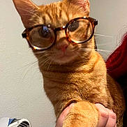 Cheese joined the competition — help win amazing prizes! cat, orange_tabby, glasses, pet, indoor, hand, paw, person, holding, curious, feline, closeup, face, whiskers, ears, tortoiseshell_glasses, fan, wall, cozy, domestic_animal