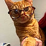 cat, orange_tabby, glasses, pet, indoor, hand, paw, person, holding, curious, feline, closeup, face, whiskers, ears, tortoiseshell_glasses, fan, wall, cozy, domestic_animal