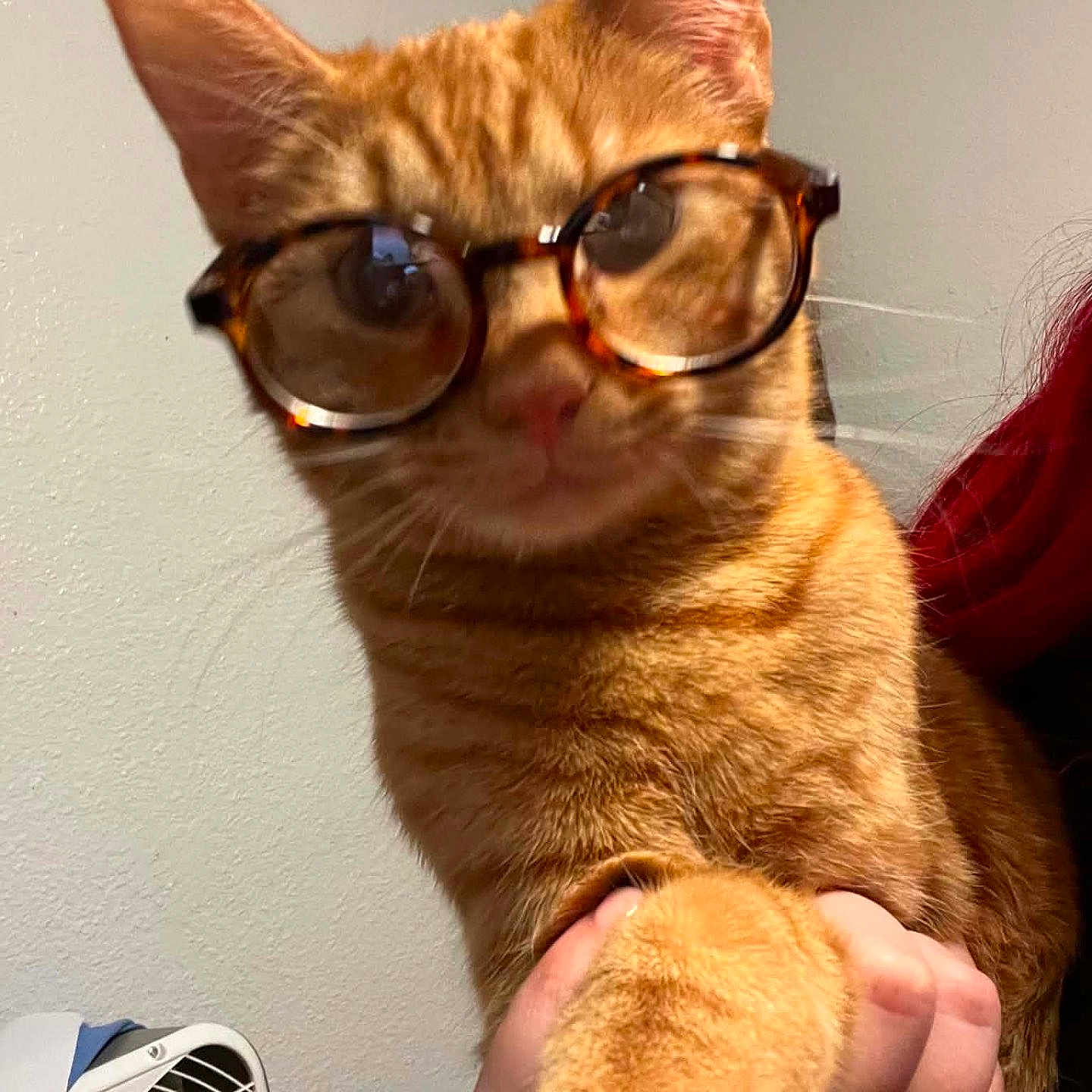Cheese joined the competition — help win amazing prizes! cat, orange_tabby, glasses, pet, indoor, hand, paw, person, holding, curious, feline, closeup, face, whiskers, ears, tortoiseshell_glasses, fan, wall, cozy, domestic_animal