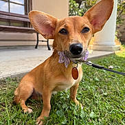 Sweetie joined the competition — help win amazing prizes! dog, small_dog, ears, leash, collar, grass, outdoor, porch, window, pillar, pet, animal, cute, brown_dog, sitting, close_up, sunlight, nature, garden, daytime