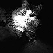 Ti Fi participe au concours pour gagner de l'argent avec cette photo : cat, close_up, black_and_white, fluffy, portrait, animal, pet, whiskers, fur, face, eyes, dark_background, moody, soft_light, shadow, indoor, relaxed, mammal, cute, feline