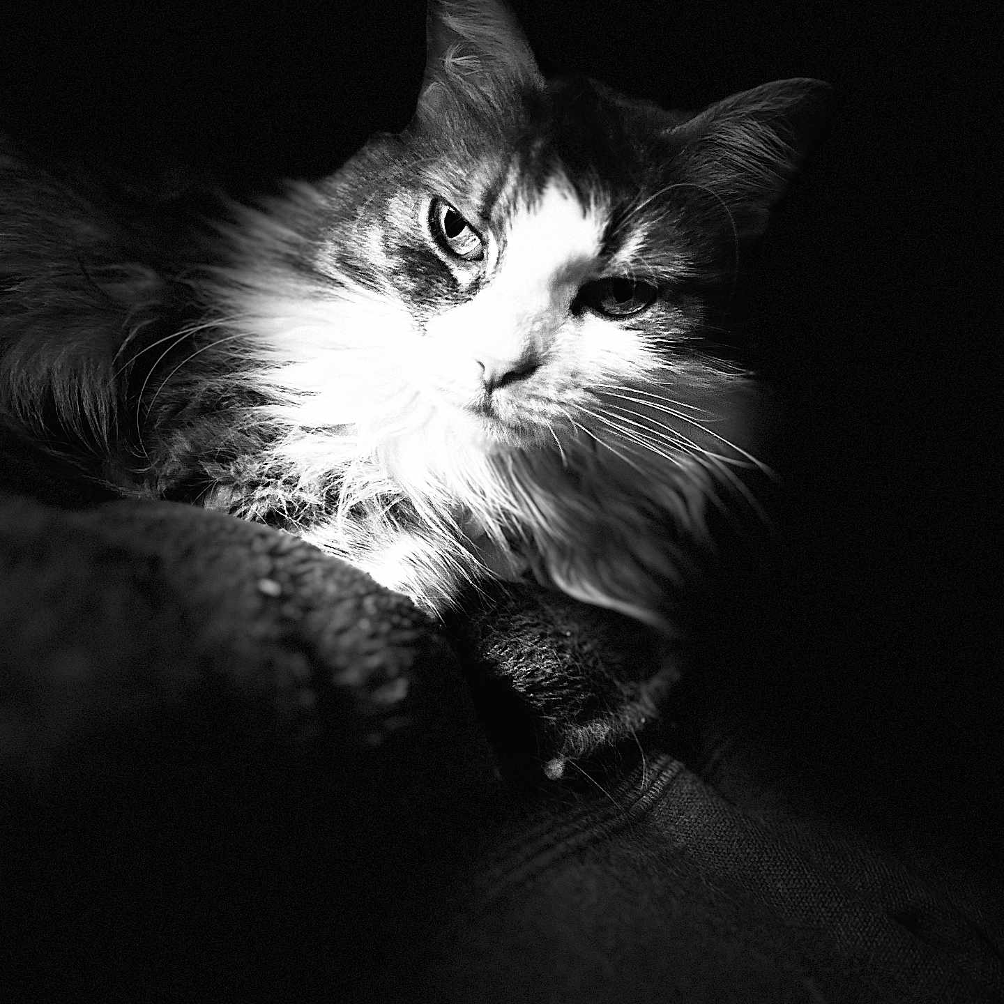 Ti Fi participe au concours pour gagner de l'argent avec cette photo : animal, black_and_white, cat, close_up, cute, dark_background, eyes, face, feline, fluffy, fur, indoor, mammal, moody, pet, portrait, relaxed, shadow, soft_light, whiskers