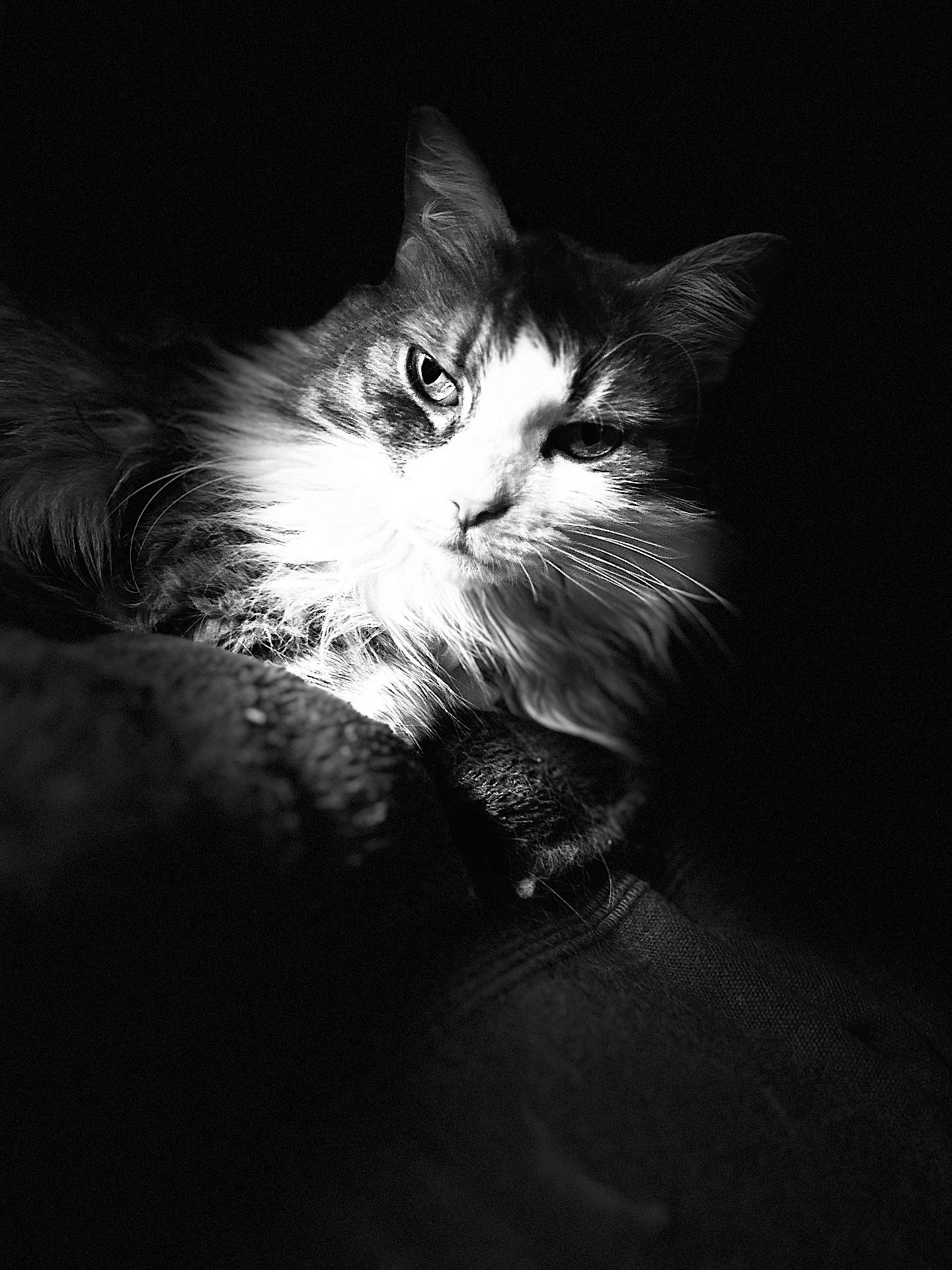 Ti Fi participe au concours pour gagner de l'argent avec cette photo : animal, black_and_white, cat, close_up, cute, dark_background, eyes, face, feline, fluffy, fur, indoor, mammal, moody, pet, portrait, relaxed, shadow, soft_light, whiskers