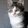 Ti Fi participe au concours pour gagner de l'argent avec cette photo :