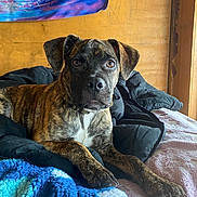 Willow is registered to the contest to win money with this photo: dog, brindle, bed, blanket, cozy, indoor, pet, canine, animal, fur, ears, snout, paws, relaxed, looking, brown, black, white, wooden_wall, tapestry