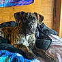 dog, brindle, bed, blanket, cozy, indoor, pet, canine, animal, fur, ears, snout, paws, relaxed, looking, brown, black, white, wooden_wall, tapestry