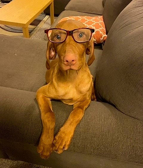 Bender is registered to the contest to win money with this photo: carnivore, comfort, companion_dog, couch, dog, dog_breed, eyewear, fawn, fun, furniture, glasses, goggles, hat, personal_protective_equipment, sunglasses, thigh, toy_dog, vision_care, wood, working_animal