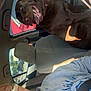 Reese joined the competition — help win amazing prizes! animal, car_interior, casual, chocolate_lab, daylight, dog, glasses, happy, hoodie, person, pet, red_car, seat, seatbelt, smile, sunlight, tongue_out, transportation, vehicle, window