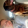 Reese is registered to the contest to win money with this photo: car_interior, casual_clothing, chocolate_labrador, daylight, dog, glasses, happy, headrest, hoodie, pet, portrait, seat, seatbelt, side_view, smile, sunlight, tongue_out, travel, window, woman
