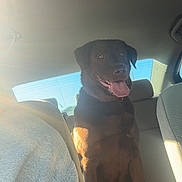 Reese joined the competition — help win amazing prizes! backseat, bright, canine, car_interior, daylight, dog, glasses, gray_shirt, happy, indoor, person_partial, pet, seat, sitting, smiling, sun_glare, sunlight, tongue_out, vehicle, window