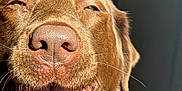 Reese joined the competition — help win amazing prizes! animal, brown, canine, close_up, companion, dog, expression, fur, happy, indoor, mammal, mouth_open, nose, pet, portrait, snout, sunlight, teeth, tongue, whiskers