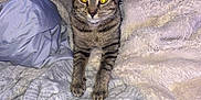 Tigger joined the competition — help win amazing prizes! animal, bed, blanket, cat, comfort, cozy, cute, domestic, feline, fur, indoor, paws, pet, plush, relaxed, resting, sleeping_area, striped, tabby, whiskers