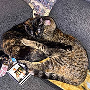 Tigger joined the competition — help win amazing prizes! animal, blanket, cat, closeup, comfort, couch, cozy, crochet, cute, domestic, feline, fur, indoor, keychain, pets, resting, sleeping, snuggling, tabby, tortoiseshell