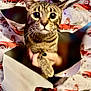 animal, background, cat, close_up, curious, cute, festive, fingers, hand, holiday_theme, indoor, large_eyes, pet, red_truck, santa_claus, striped, tabby_cat, torn_paper, whiskers, wrapping_paper