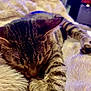 animal, cat, closeup, comfortable, cozy, cute, domestic_cat, fluffy_blanket, fur, indoor, napping, paw, pet, relaxed, resting, sleeping, soft, striped, tabby, whiskers