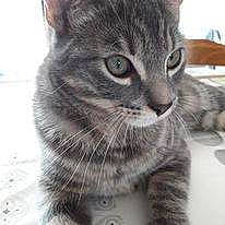 Sushi a rejoint le concours — aidez-le/la à gagner de superbes lots ! carnivore, cat, domestic_short_haired_cat, felidae, fur, mammal, paw, small_to_medium_sized_cats, snout, terrestrial_animal, whiskers, window