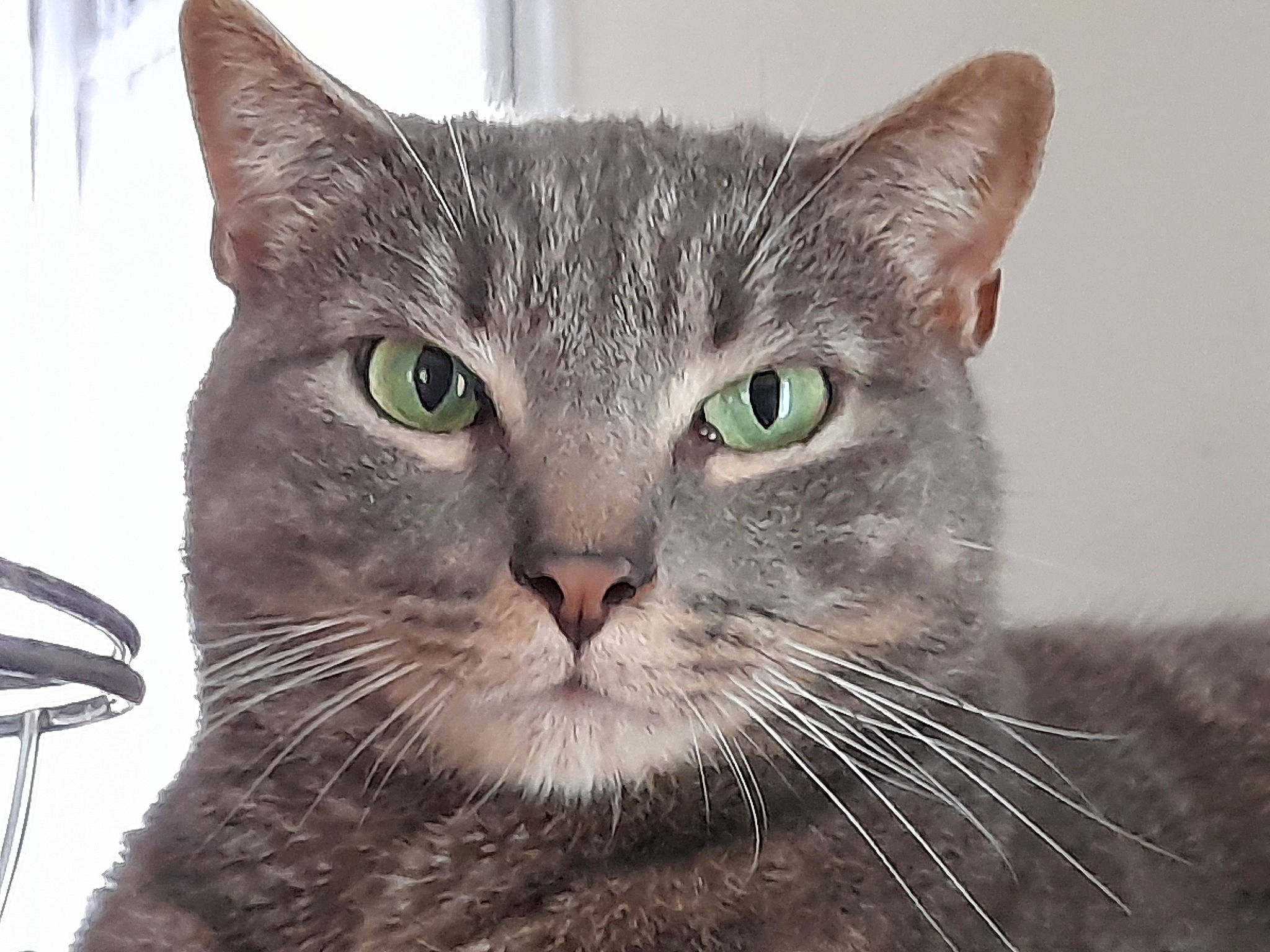 Sushi a rejoint le concours — aidez-le/la à gagner de superbes lots ! carnivore, cat, domestic_short_haired_cat, fang, felidae, fur, grey, paw, small_to_medium_sized_cats, snout, terrestrial_animal, whiskers, window