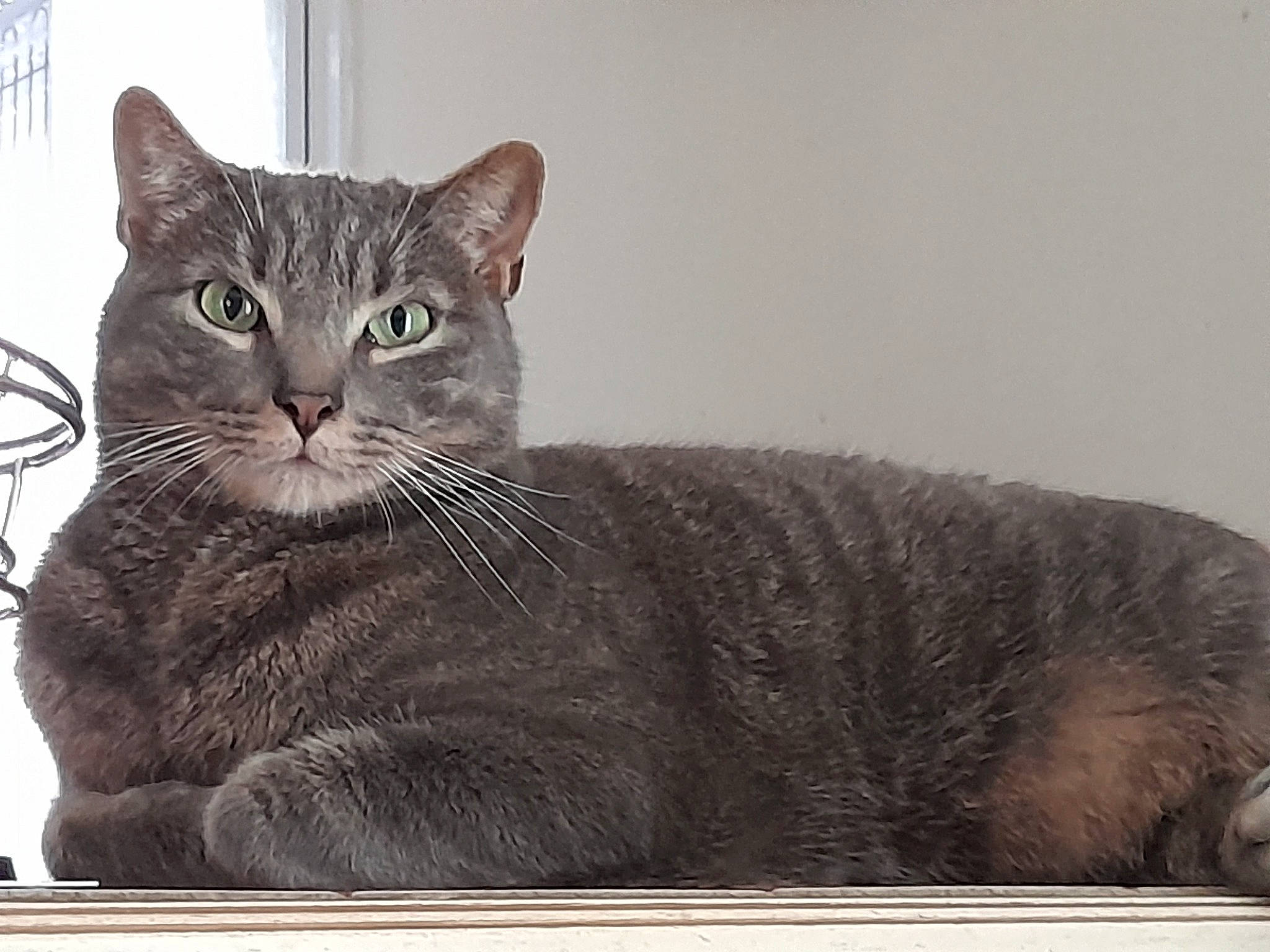 Sushi participe au concours pour gagner de l'argent avec cette photo : carnivore, cat, domestic_short_haired_cat, felidae, fur, grey, illustration, photo_caption, rectangle, sitting, small_to_medium_sized_cats, snout, tail, terrestrial_animal, whiskers, window