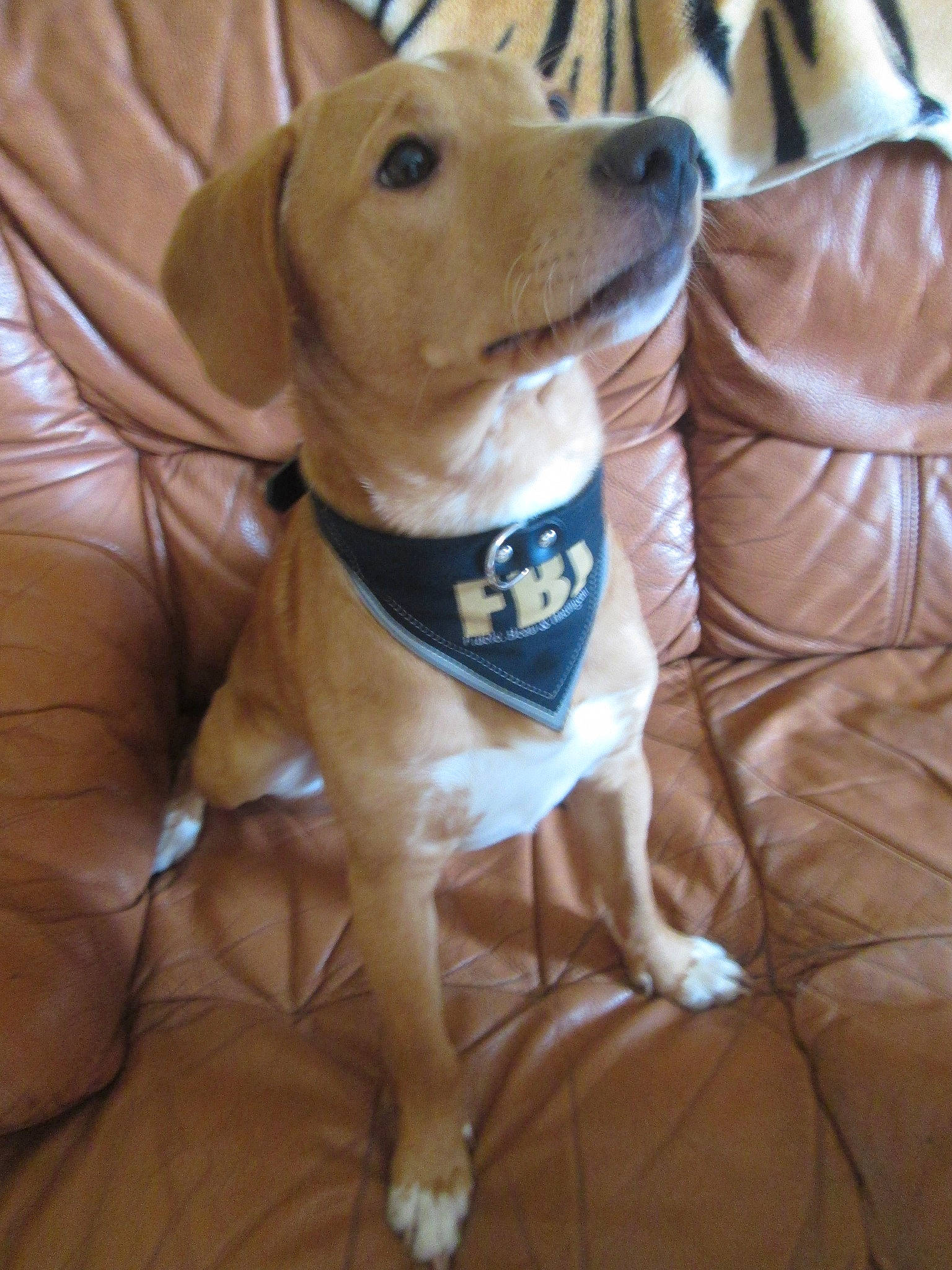 Popy a rejoint le concours — aidez-le/la à gagner de superbes lots ! carnivore, chair, collar, comfort, companion_dog, dog, dog_breed, dog_clothes, dog_collar, dog_supply, hound, hunting_dog, leash, paw, pet_supply, scent_hound, whiskers, wood, working_animal