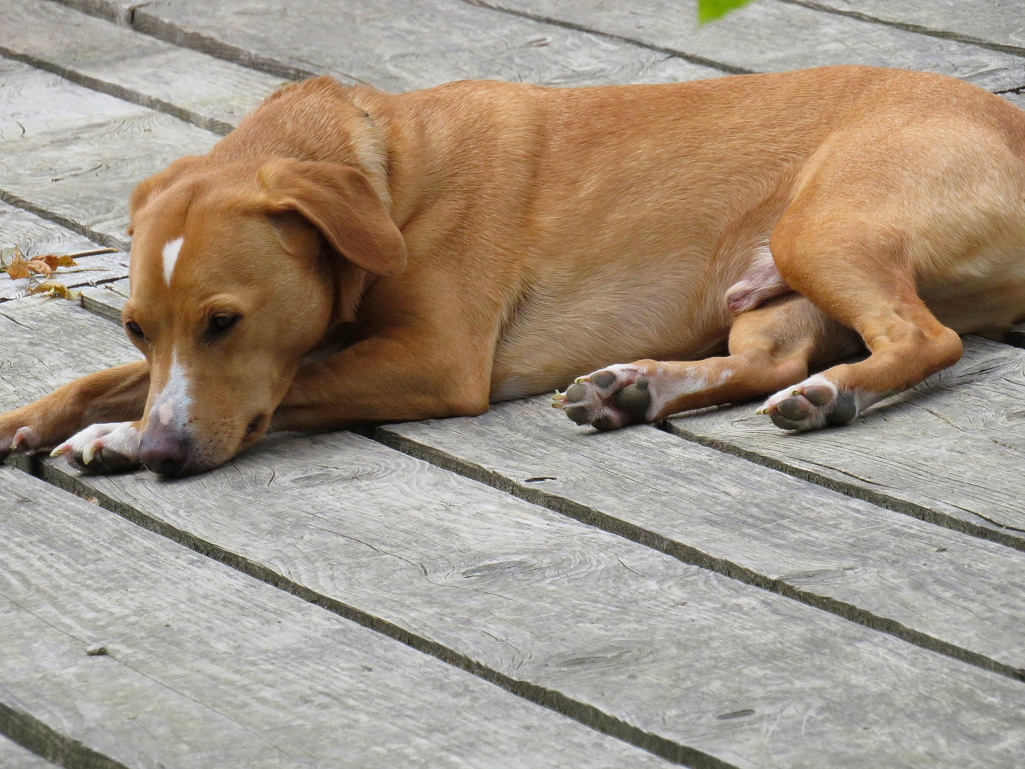 Popy a rejoint le concours — aidez-le/la à gagner de superbes lots ! canidae, carnivore, collar, companion_dog, dog, dog_breed, fawn, flooring, hardwood, hunting_dog, plank, snout, sporting_group, wood, working_animal, working_dog