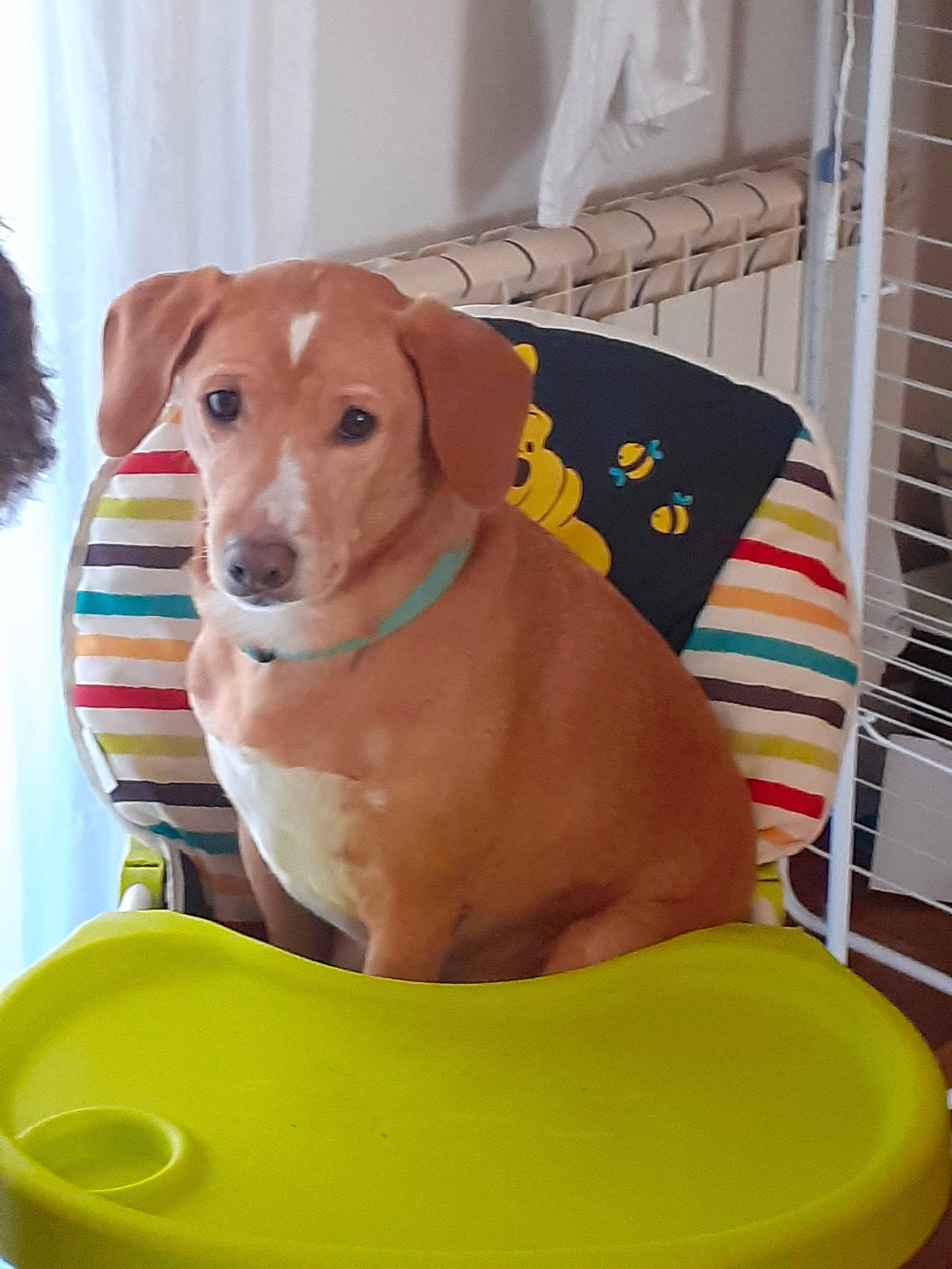 Popy participe au concours pour gagner de l'argent avec cette photo : canidae, carnivore, chair, collar, comfort, companion_dog, dog, dog_breed, dog_collar, dog_supply, fawn, hound, liver, pet_supply, pointing_breed, serveware, sitting, sporting_group, whiskers, working_animal