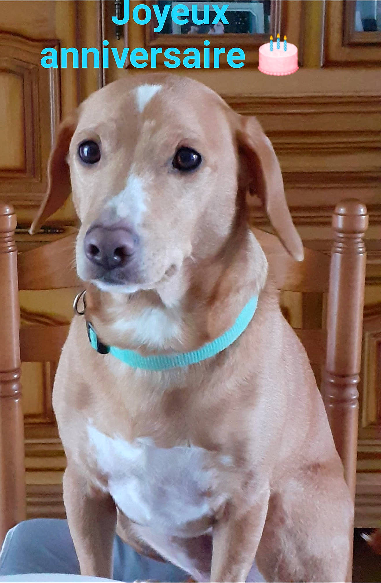 Popy participe au concours pour gagner de l'argent avec cette photo : canidae, carnivore, collar, companion_dog, dog, dog_breed, dog_collar, dog_supply, fawn, fur, happy, hunting_dog, leash, pet_supply, photo_caption, retriever, snout, sporting_group, whiskers, working_animal