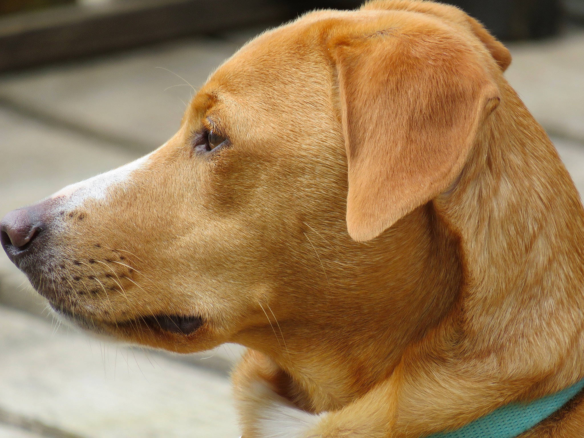 Popy a rejoint le concours — aidez-le/la à gagner de superbes lots ! carnivore, collar, companion_dog, dog, dog_breed, dog_collar, ear, fawn, fur, gun_dog, liver, pet_supply, snout, sporting_group, terrestrial_animal, whiskers, working_animal, working_dog