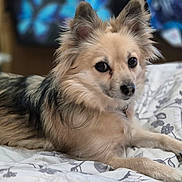 Rosie is registered to the contest to win money with this photo: dog, pet, animal, bed, fur, ears, indoor, resting, canine, cute, portrait, laying, domestic_animal, mammal, looking, fur_pattern, bedspread, comfortable, alert, companionship