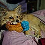 Rosie is registered to the contest to win money with this photo: dog, plush_toy, bed, blanket, fur, pet, canine, indoor, resting, cozy, cute, animal, sleepy, soft, comfort, toy, lying_down, closeup, ears, paw
