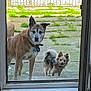 dog, two_dogs, door, glass_door, outdoor, patio, grass, fence, curious, small_dog, large_dog, collar, tile_floor, daylight, animal, pet, canine, looking_in, backyard, shadow