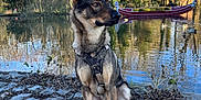 Zeyko a rejoint le concours — aidez-le/la à gagner de superbes lots ! dog, sitting, harness, cobblestone, pond, water, boat, ducks, trees, bare_trees, nature, outdoor, leash, sky, reflection, calm, winter, park, animal, pet