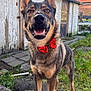 Zeyko participe au concours pour gagner de l'argent avec cette photo : dog, canine, pet, bow_tie, outdoor, grass, yard, smiling, happy, animal, fence, building, pavement, ears, fur, face, tongue, muzzle, brown, black
