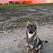 Zeyko participe au concours pour gagner de l'argent avec cette photo : dog, canine, animal, outdoor, sunset, nature, field, mud, path, trees, sky, clouds, harness, pet, sitting, alert, ears, fur, portrait, landscape