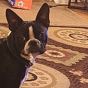 Gizmo joined the competition — help win amazing prizes! dog, boston_terrier, pet, black_and_white, canine, portrait, indoor, rug, carpet, floor, ears, snout, nose, eyes, short_hair, tuxedo_pattern, home, furniture, household, photography