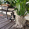 Gizmo joined the competition — help win amazing prizes! dog, boston_terrier, black_and_white, pet, animal, sitting, smiling, outdoor, deck, wooden_floor, houseplants, tropical_plants, greenery, garden, patio, bench, collar, leash, driftwood, home_decor