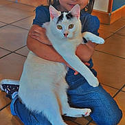 Maëlya a rejoint le concours — aidez-le/la à gagner de superbes lots ! child, cat, pet, indoor, floor, tiled_floor, kneeling, hugging, white_cat, black_markings, pigtails, blue_clothing, casual_wear, smiling, young, cute, animal, person, domestic, happy