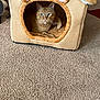 Lane is registered to the contest to win money with this photo: animal, carpet, cat, cat_house, cozy, cute, ears, eyes, feline, floor, fur, house, indoor, looking, orange_cat, pet, plush, relaxed, soft, whiskers