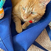 Lane is registered to the contest to win money with this photo: animal, birthday, blue_bag, carpet, cat, close_up, collar, cozy, cute, ears, fabric, fur, indoor, orange_tabby, pet, plush_toy, relaxed, texture, toy, whiskers