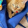 animal, birthday, blue_bag, carpet, cat, close_up, collar, cozy, cute, ears, fabric, fur, indoor, orange_tabby, pet, plush_toy, relaxed, texture, toy, whiskers