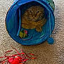 cat, orange_tabby, blue_tunnel, toy, carpet, indoor, pet, animal, feline, play, curious, cozy, looking, sitting, closeup, domestic_cat, cute, whiskers, ears, paw