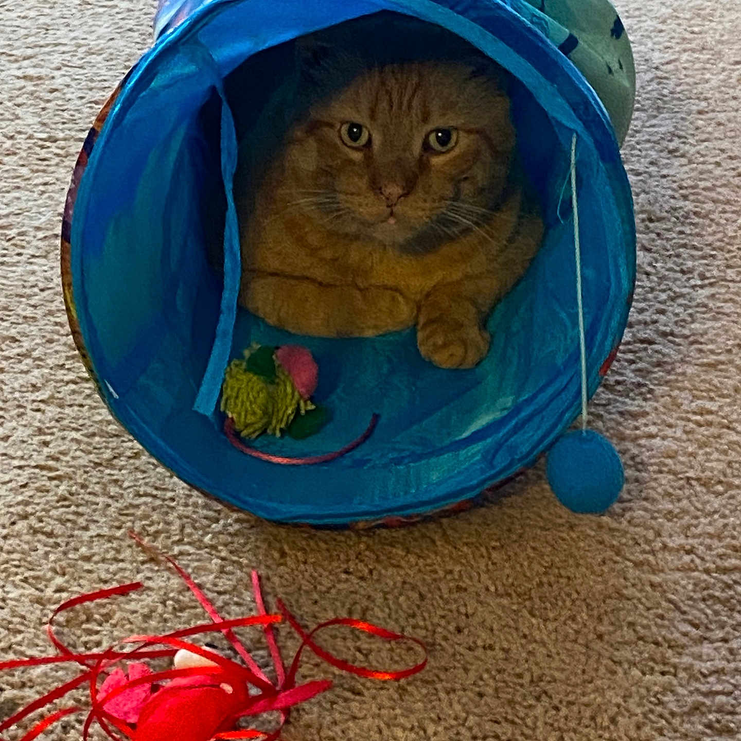 Lane Morris is registered to the contest to win money with this photo: animal, blue_tunnel, carpet, cat, closeup, cozy, curious, cute, domestic_cat, ears, feline, indoor, looking, orange_tabby, paw, pet, play, sitting, toy, whiskers