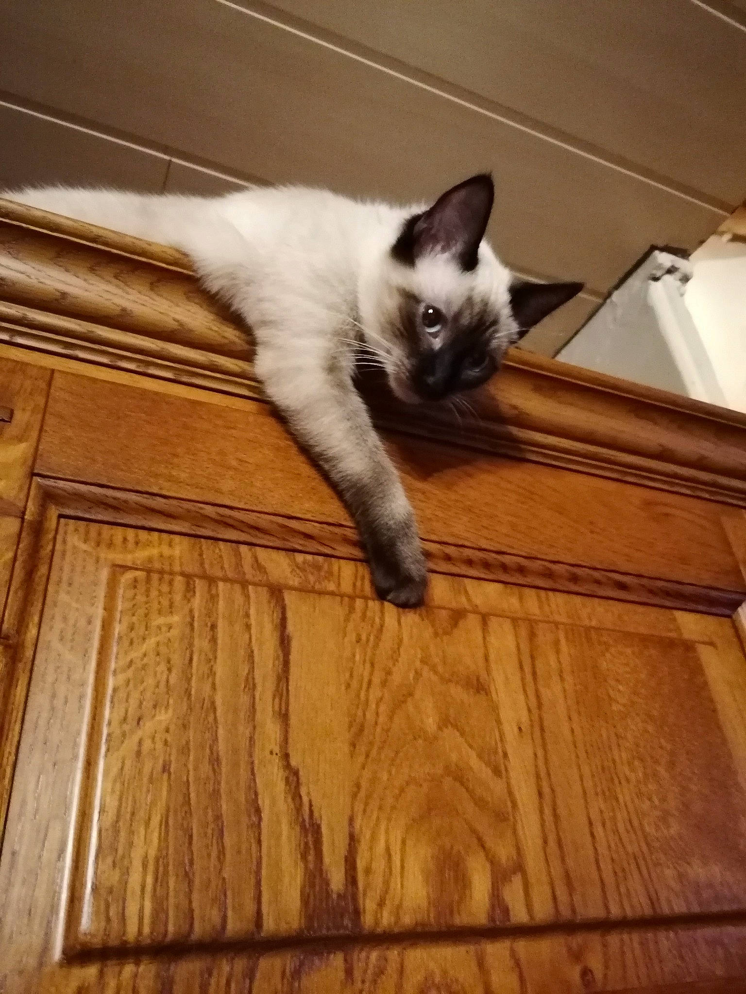 Candy participe au concours pour gagner de l'argent avec cette photo : carnivore, cat, comfort, eye, fawn, felidae, floor, flooring, fur, hardwood, laminate_flooring, mammal, small_to_medium_sized_cats, snout, tail, thai, vertebrate, whiskers, wood, wood_stain