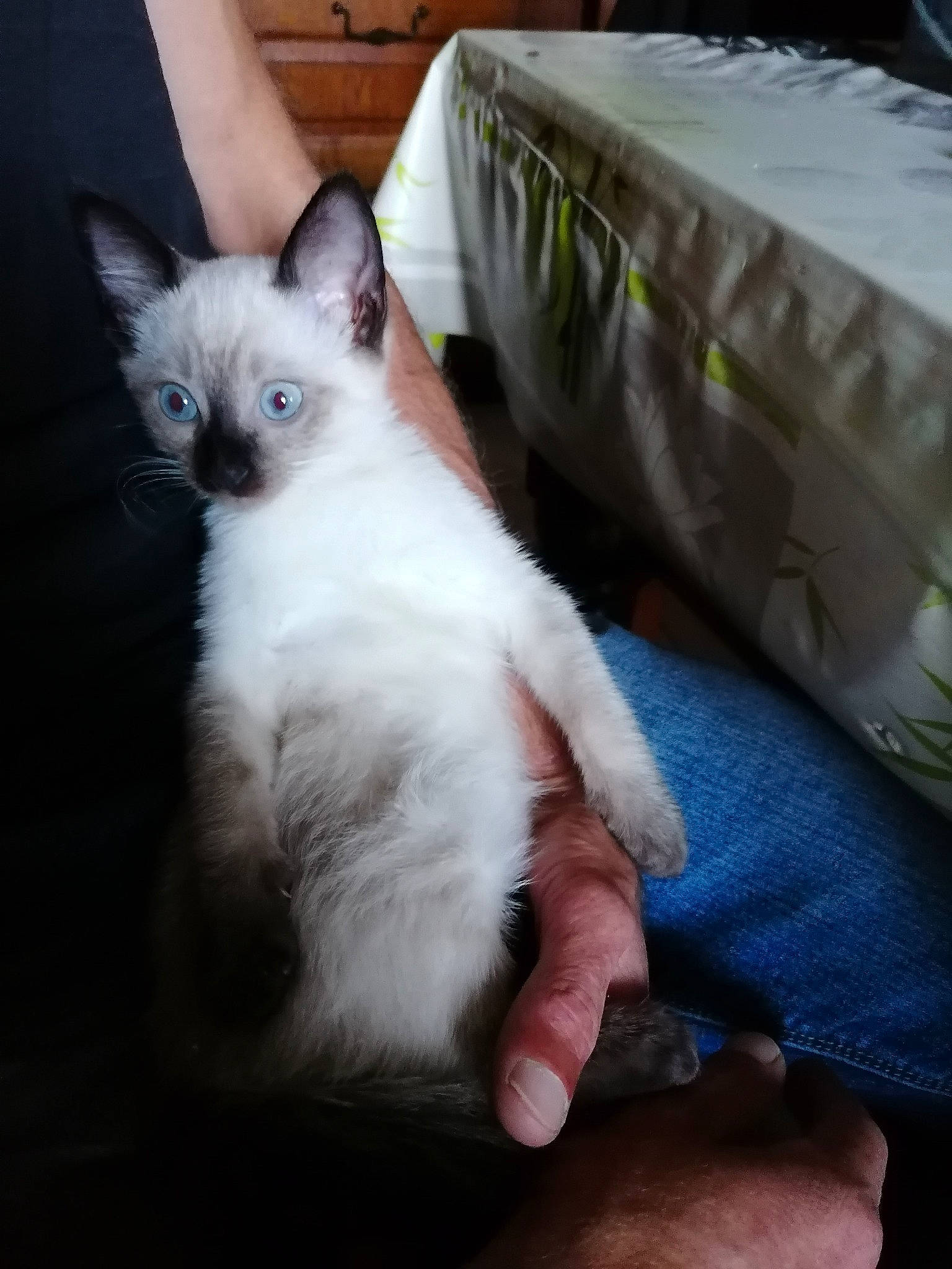 Candy a rejoint le concours — aidez-le/la à gagner de superbes lots ! birman, carnivore, cat, comfort, domestic_short_haired_cat, eye, fawn, felidae, flooring, foot, fur, iris, paw, siamese, sitting, small_to_medium_sized_cats, snout, tail, whiskers, window