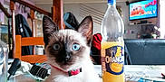 Candy participe au concours pour gagner de l'argent avec cette photo : birman, bottle, carnivore, cat, domestic_short_haired_cat, drink, fawn, felidae, fur, plastic_bottle, siamese, small_to_medium_sized_cats, snout, table, tail, television, thai, tonkinese, water_bottle, whiskers