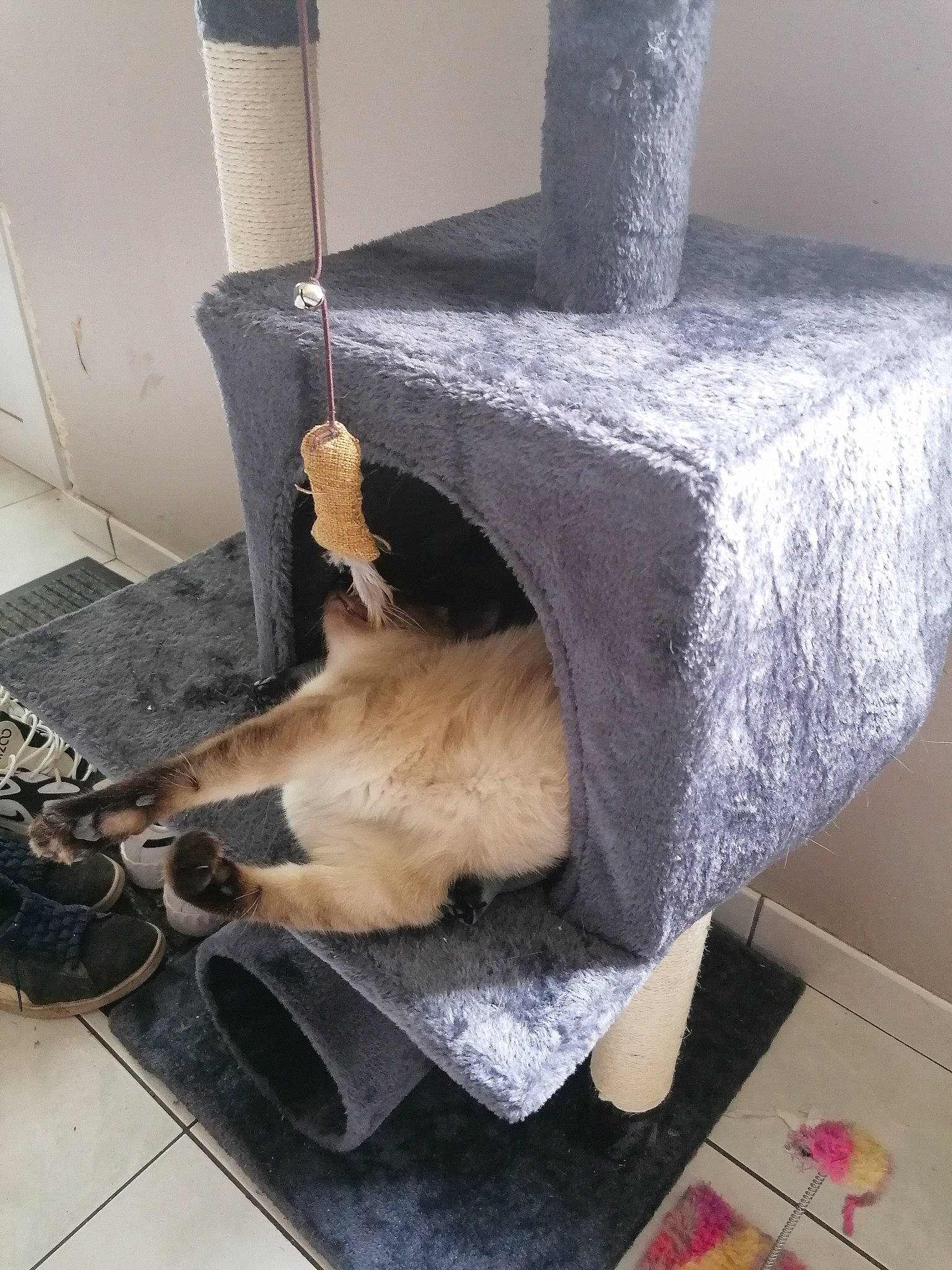 Candy participe au concours pour gagner de l'argent avec cette photo : canidae, carnivore, cat, cat_furniture, cat_supply, companion_dog, dog_breed, domestic_short_haired_cat, fawn, felidae, flooring, fur, hardwood, metal, pet_supply, room, small_to_medium_sized_cats, tail, whiskers, wood