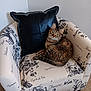 cat, tabby_cat, armchair, patterned_fabric, black_pillow, indoor, pet, feline, green_eyes, curled_up, carpet, toy, wall, cozy, home_interior, looking_at_camera, relaxed, upholstery, butterfly_print, whiskers